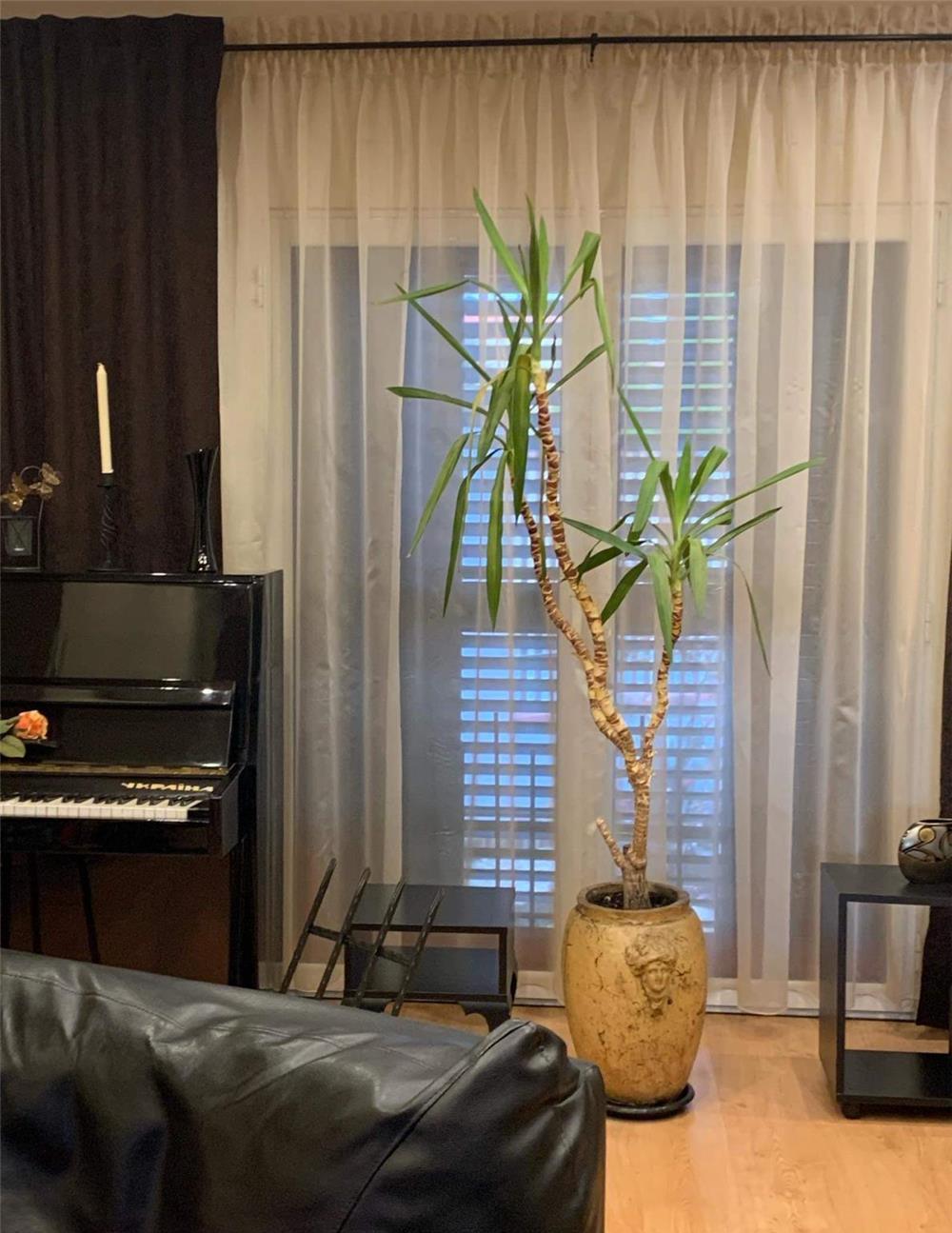 Vila spectaculoasa cu o gradina de poveste