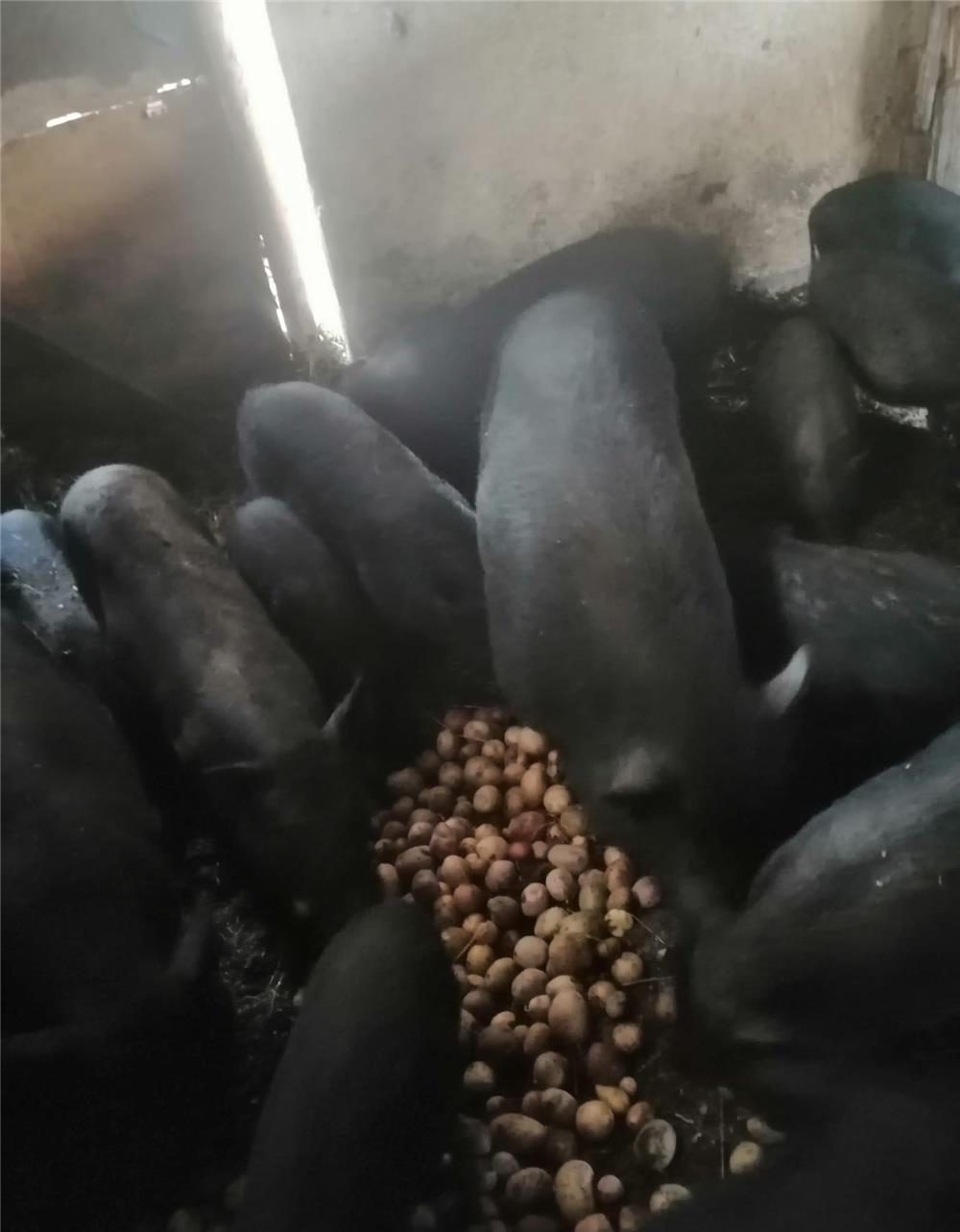 vimd,sau schimb porci scroafe gestante vetnamezi,pe baloti fin,lucerna, capre,miei iepuri,cereale