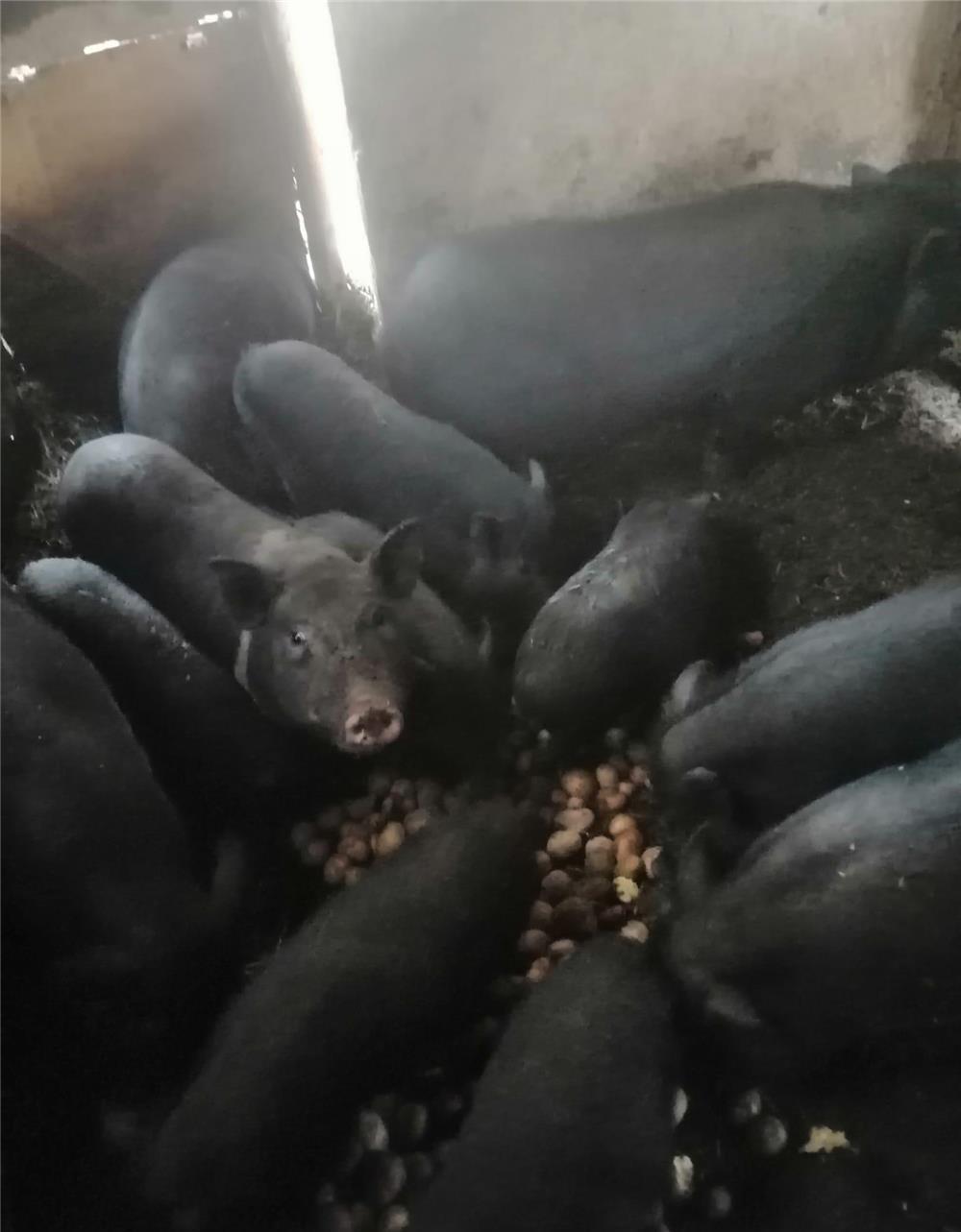 vimd,sau schimb porci scroafe gestante vetnamezi,pe baloti fin,lucerna, capre,miei iepuri,cereale