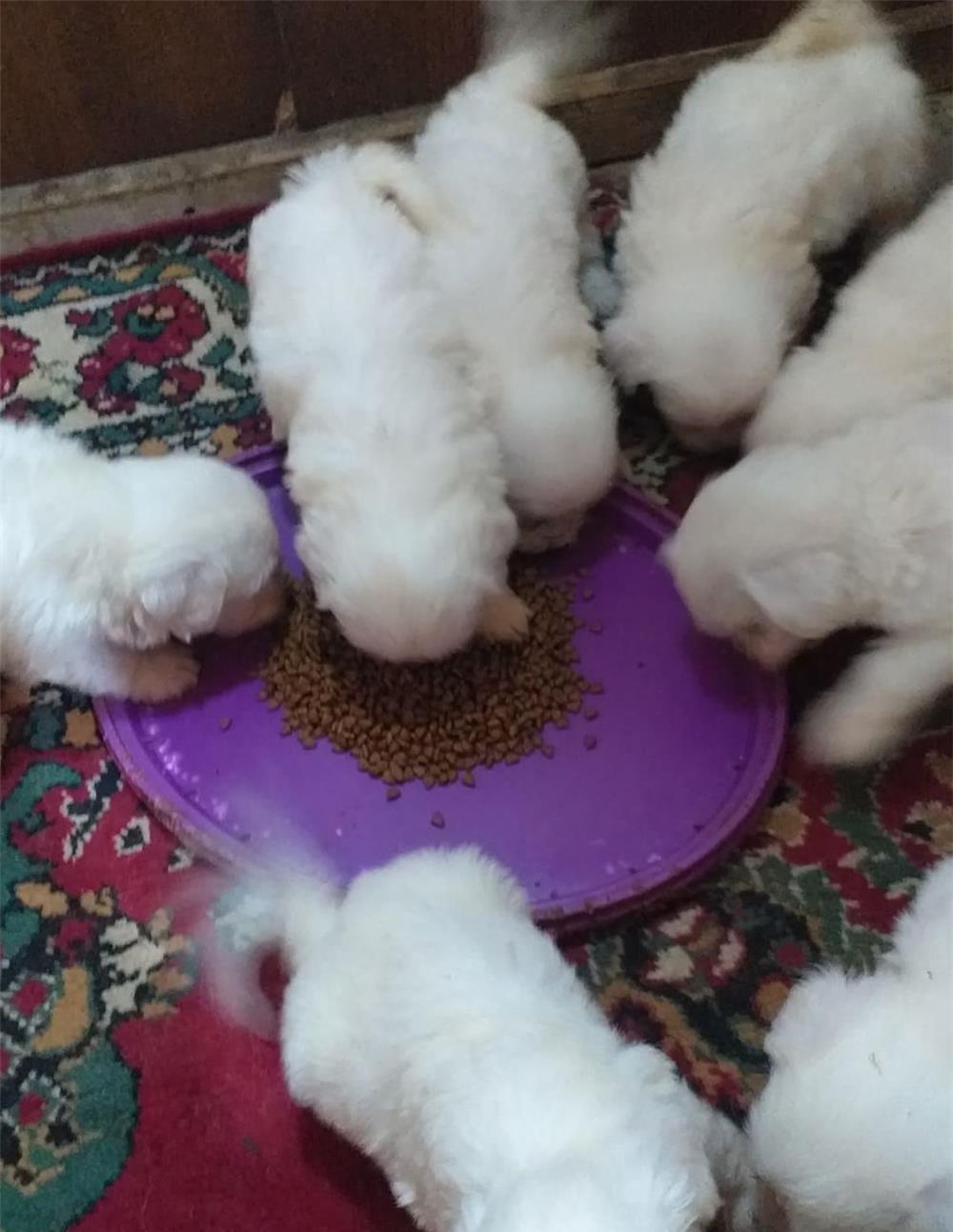 vînd căței, bichon maltez
