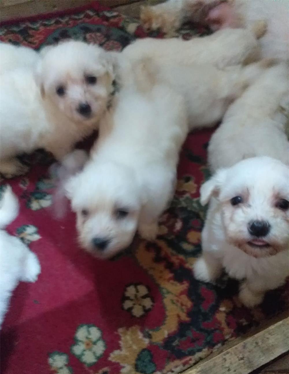 vînd căței, bichon maltez