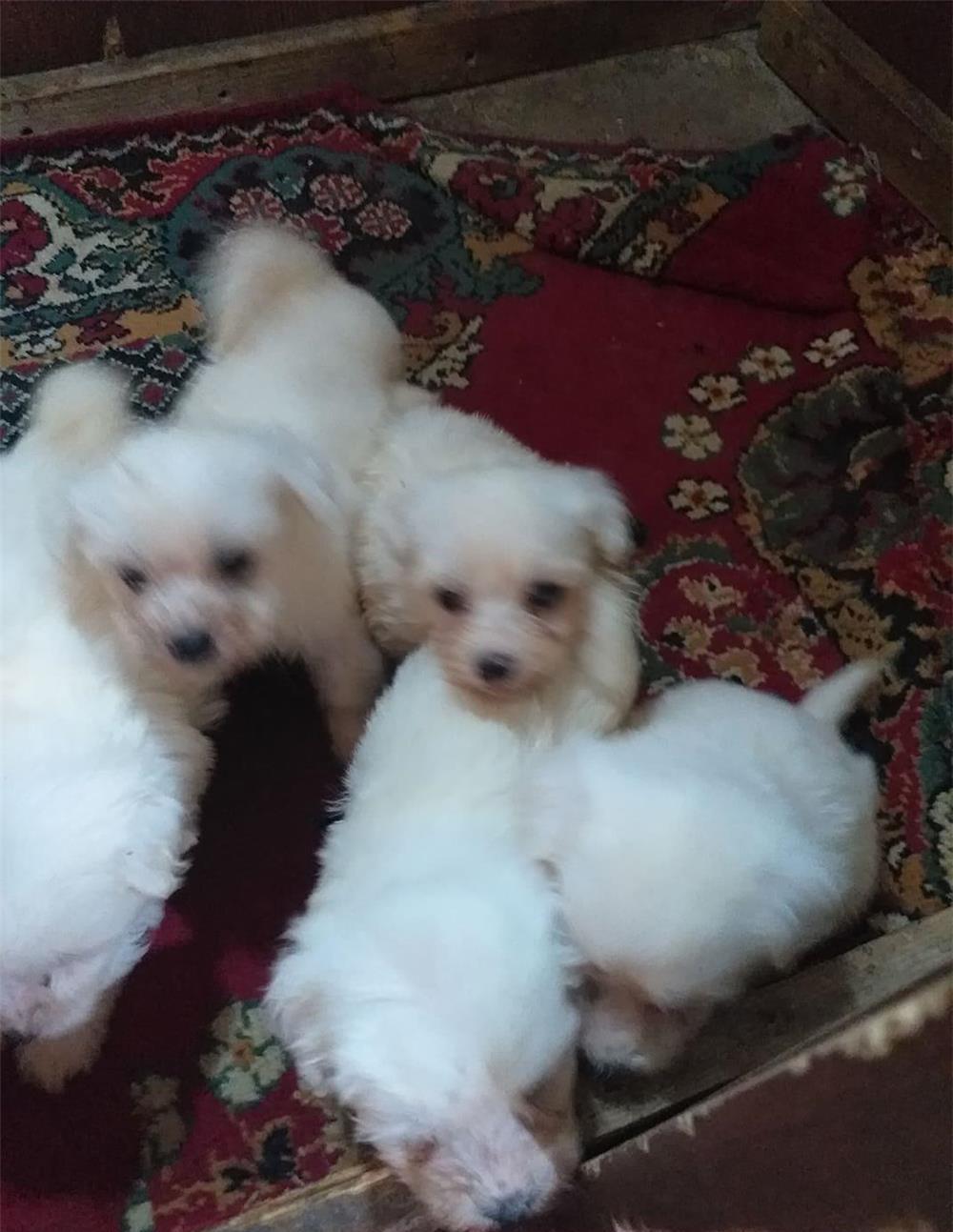 vînd căței, bichon maltez