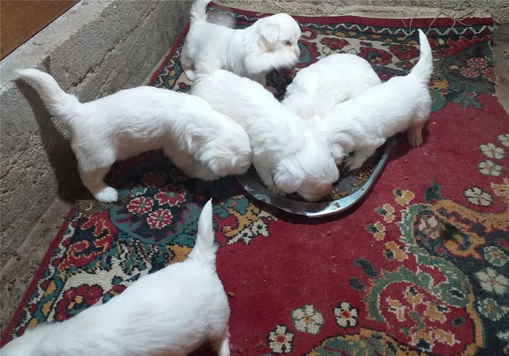 vînd căței, bichon maltez