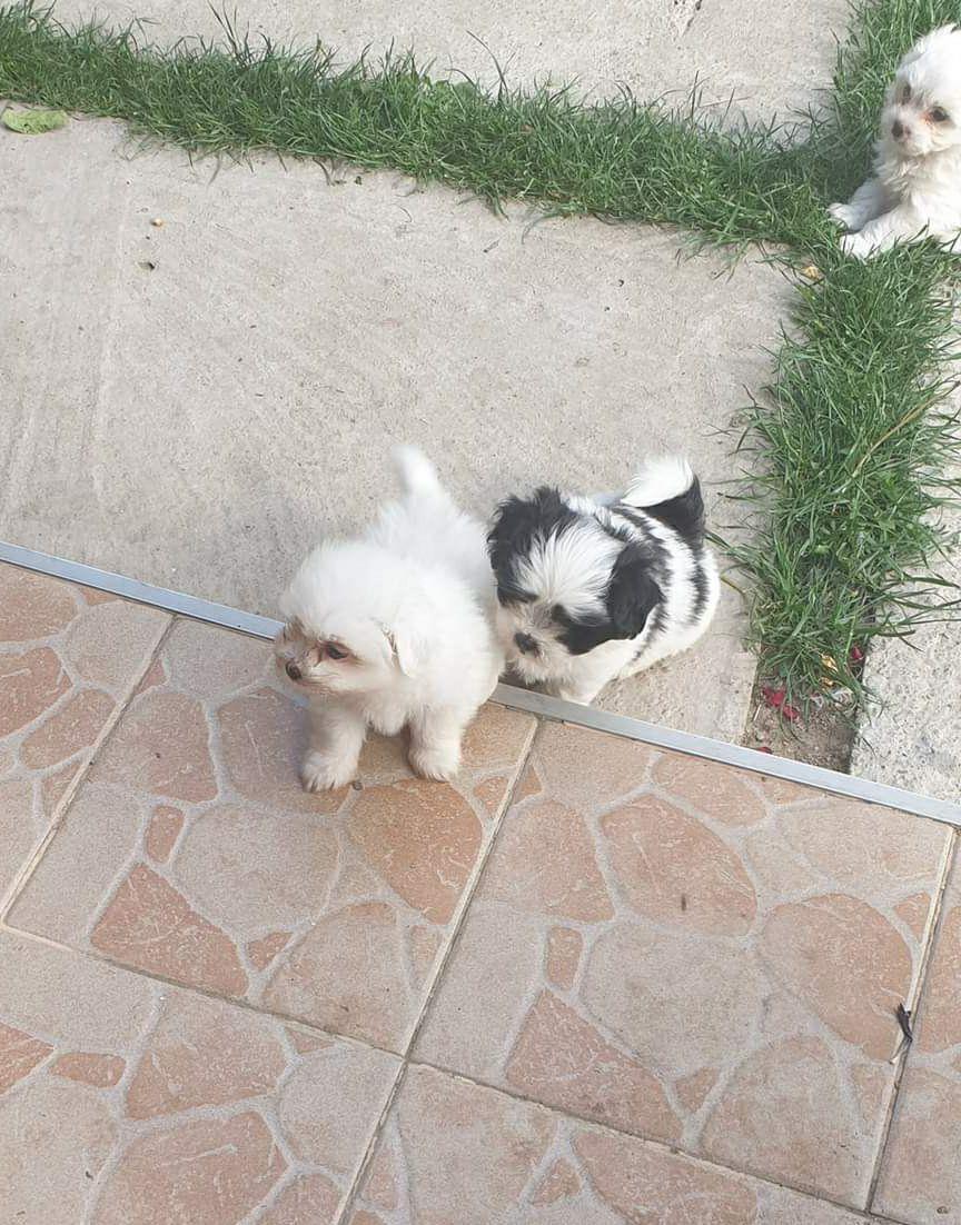 Vind căței bichonii