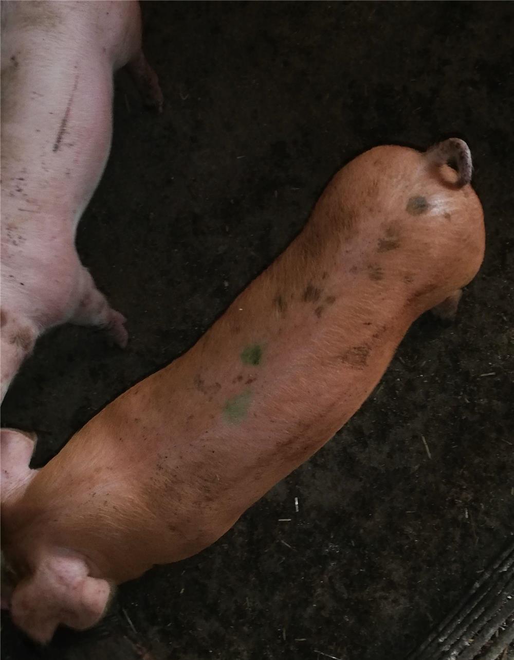 Vind grăsuni crescuți natural.