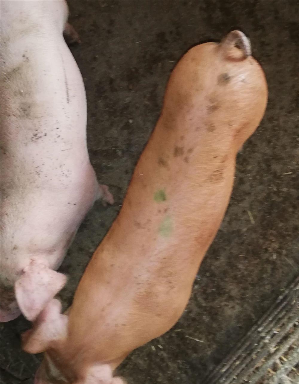 Vind grăsuni crescuți natural.