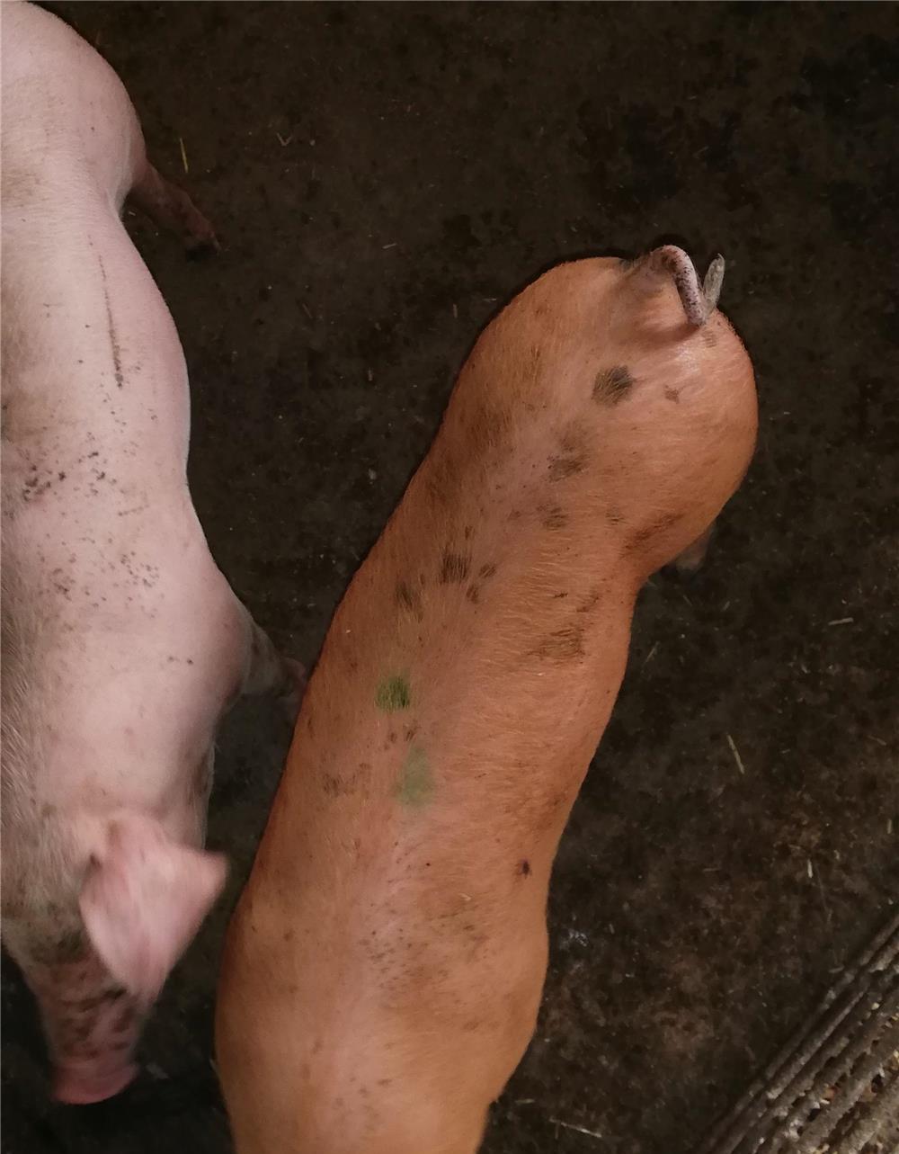 Vind grăsuni crescuți natural.