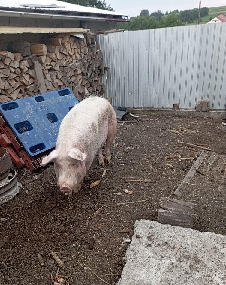 vind porc