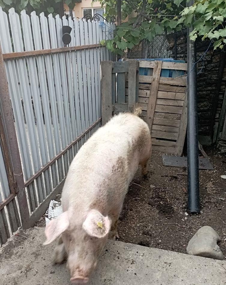 vind porc