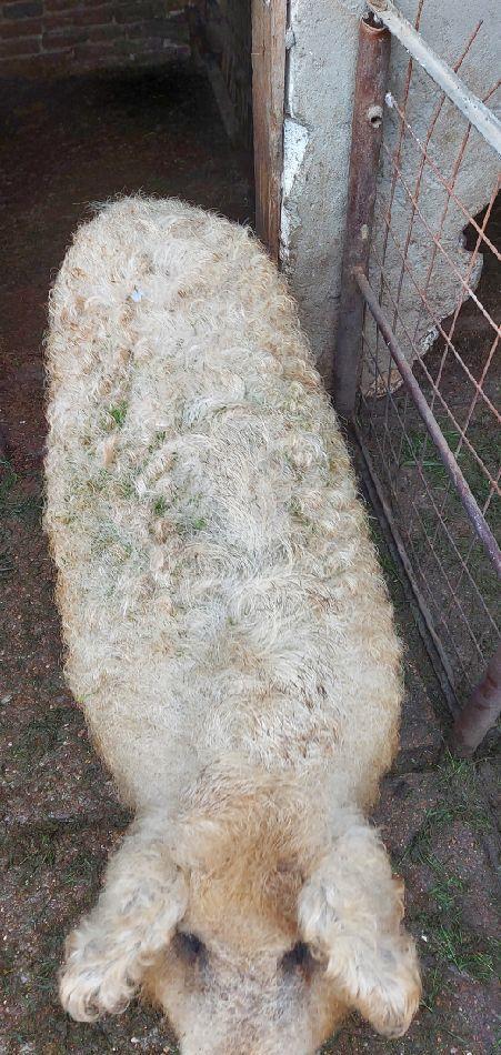 vind porc mangaliță