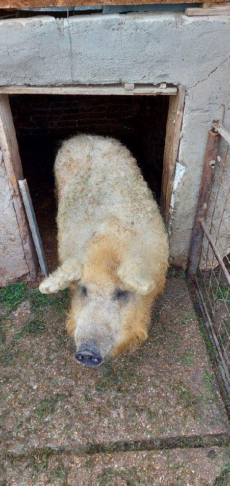 vind porc mangaliță