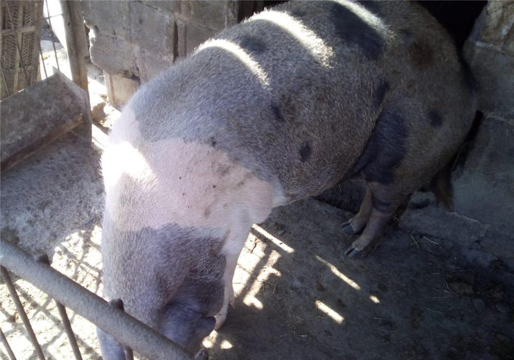 Vind porc350 400 kg 9lei kg