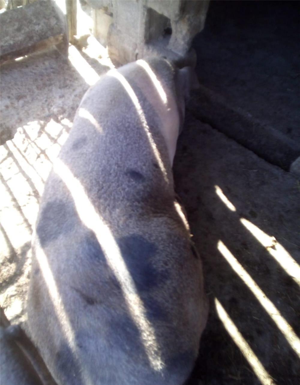 Vind porc350 400 kg 9lei kg