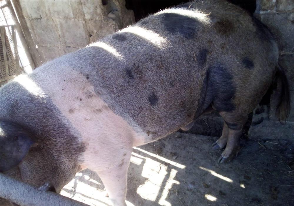 Vind porc350 400 kg 9lei kg