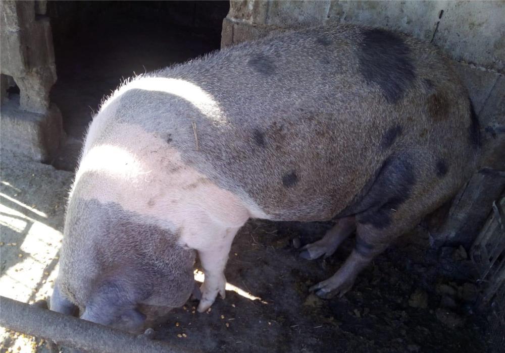 Vind porc350 400 kg 9lei kg