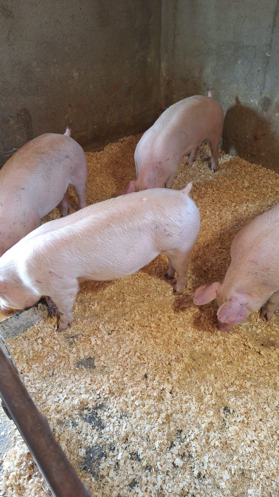 Vind porci mari și mici