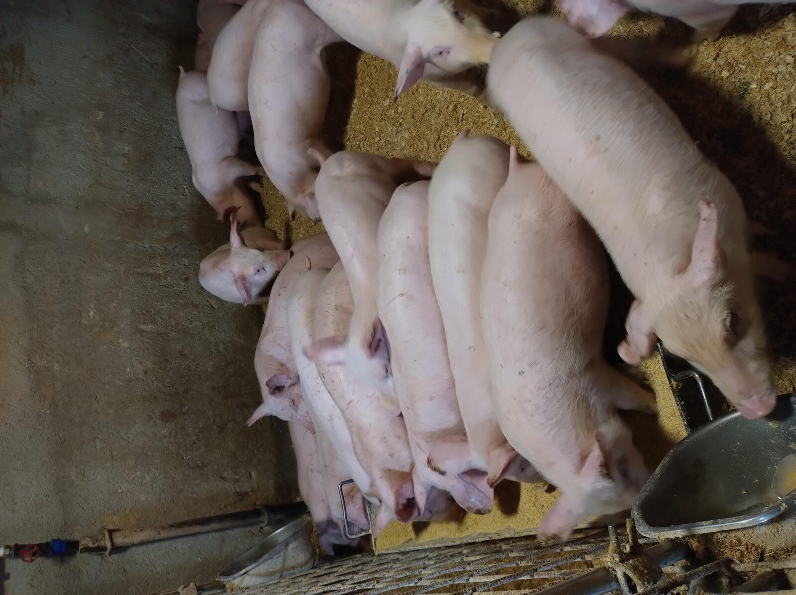 Vind porci mari și mici