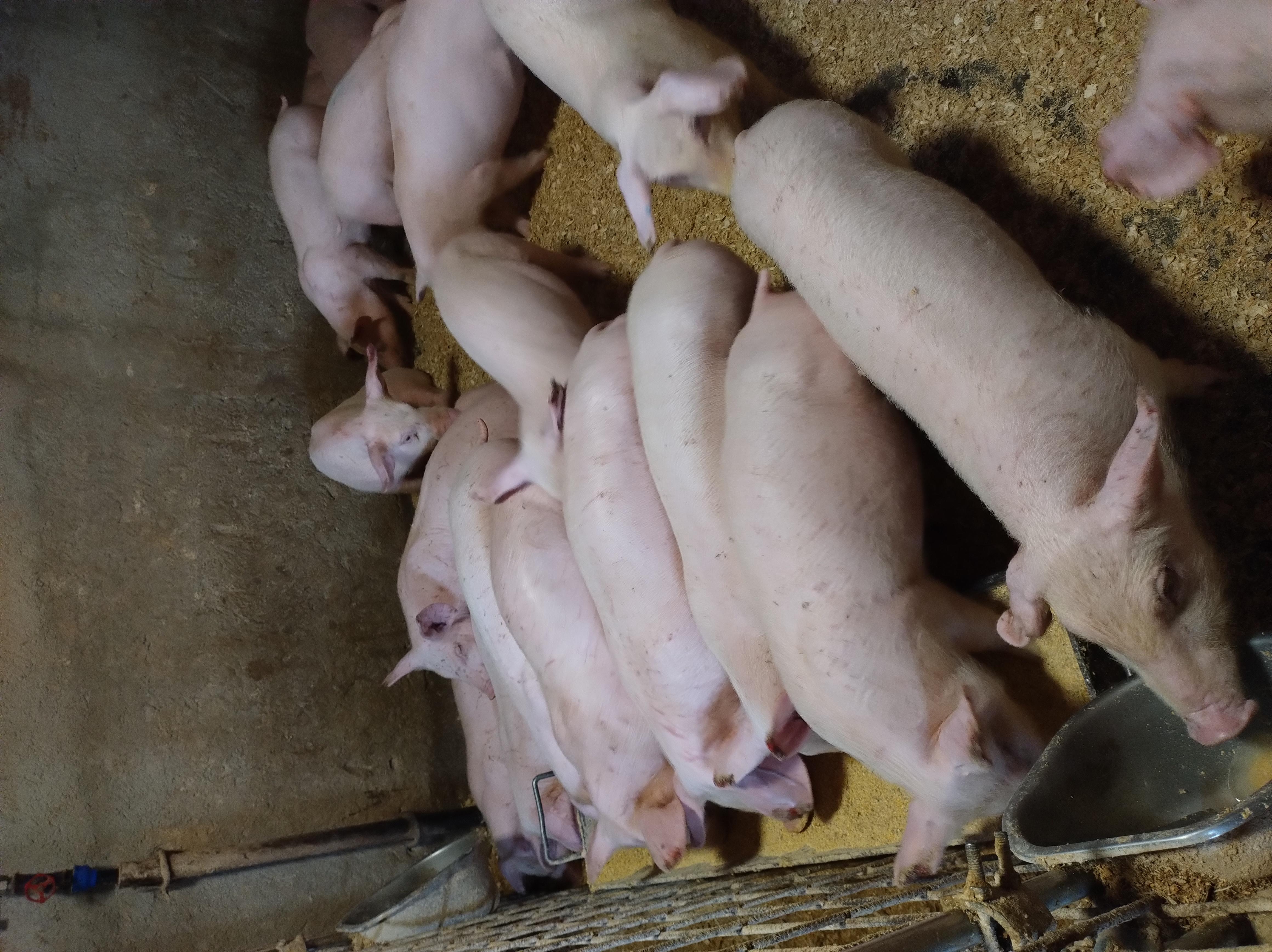 Vind porci mari și mici