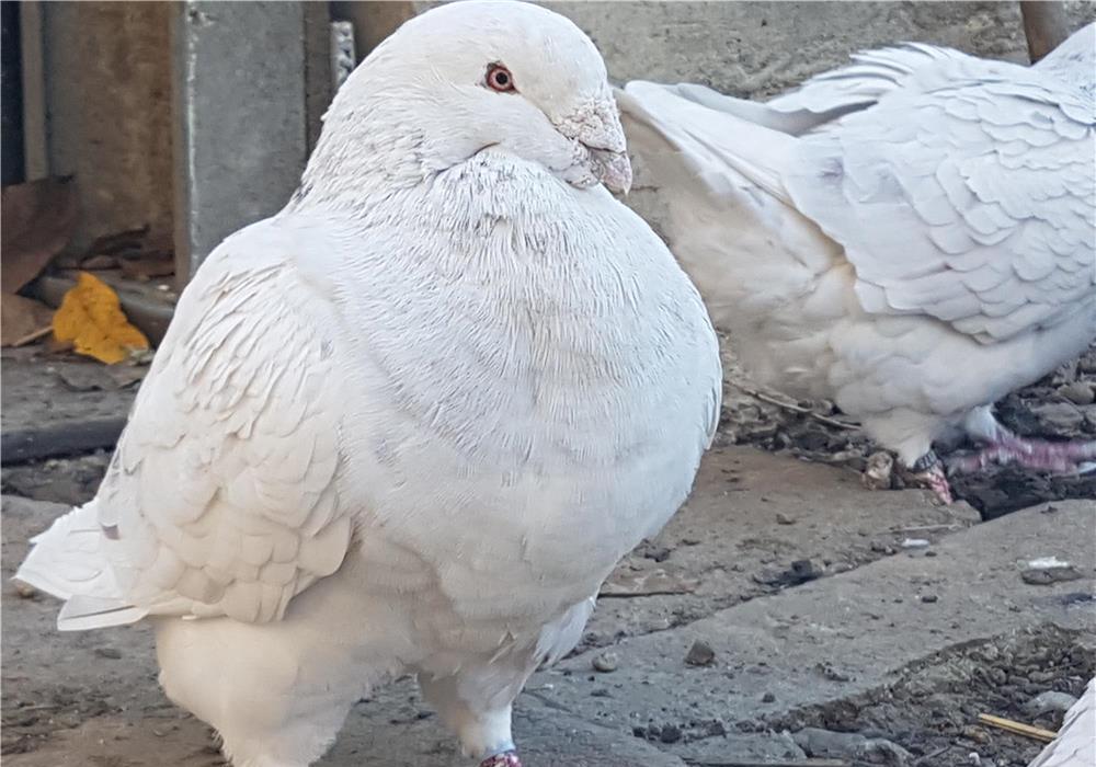 Vînd Porumbei