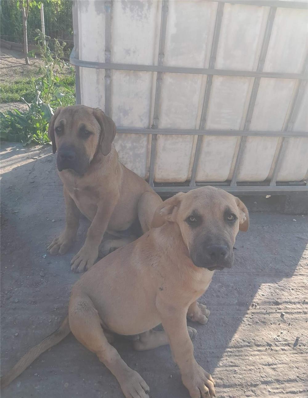 Vind pui caine presa canario