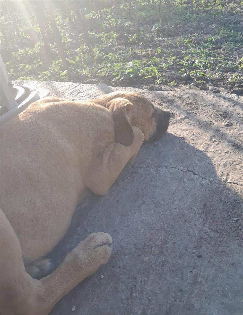 Vind pui caine presa canario