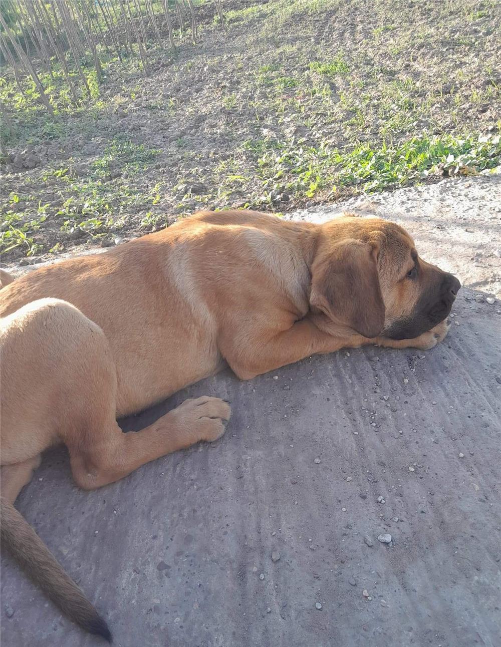 Vind pui caine presa canario