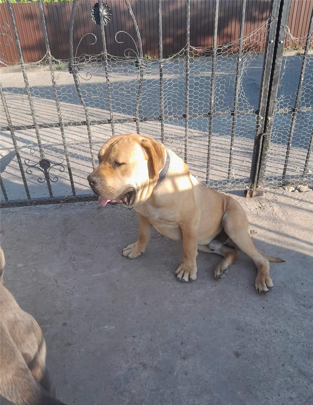 Vind pui caine presa canario