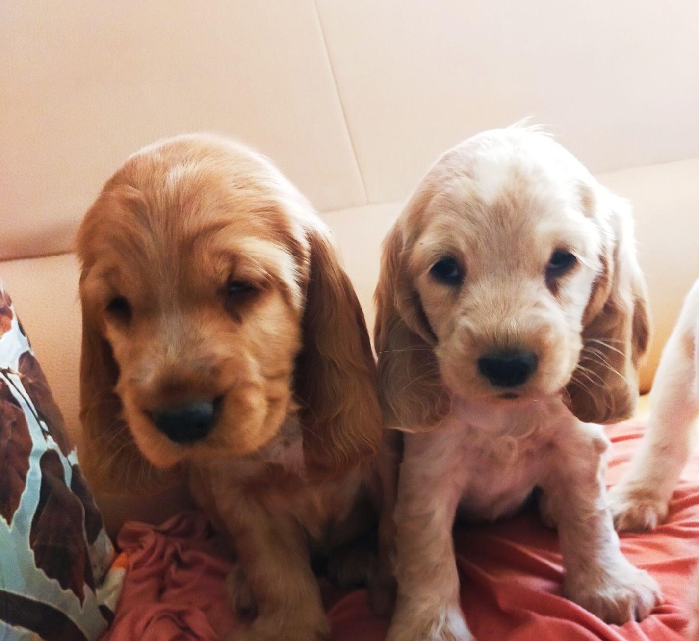 Vind pui de cocker spaniel