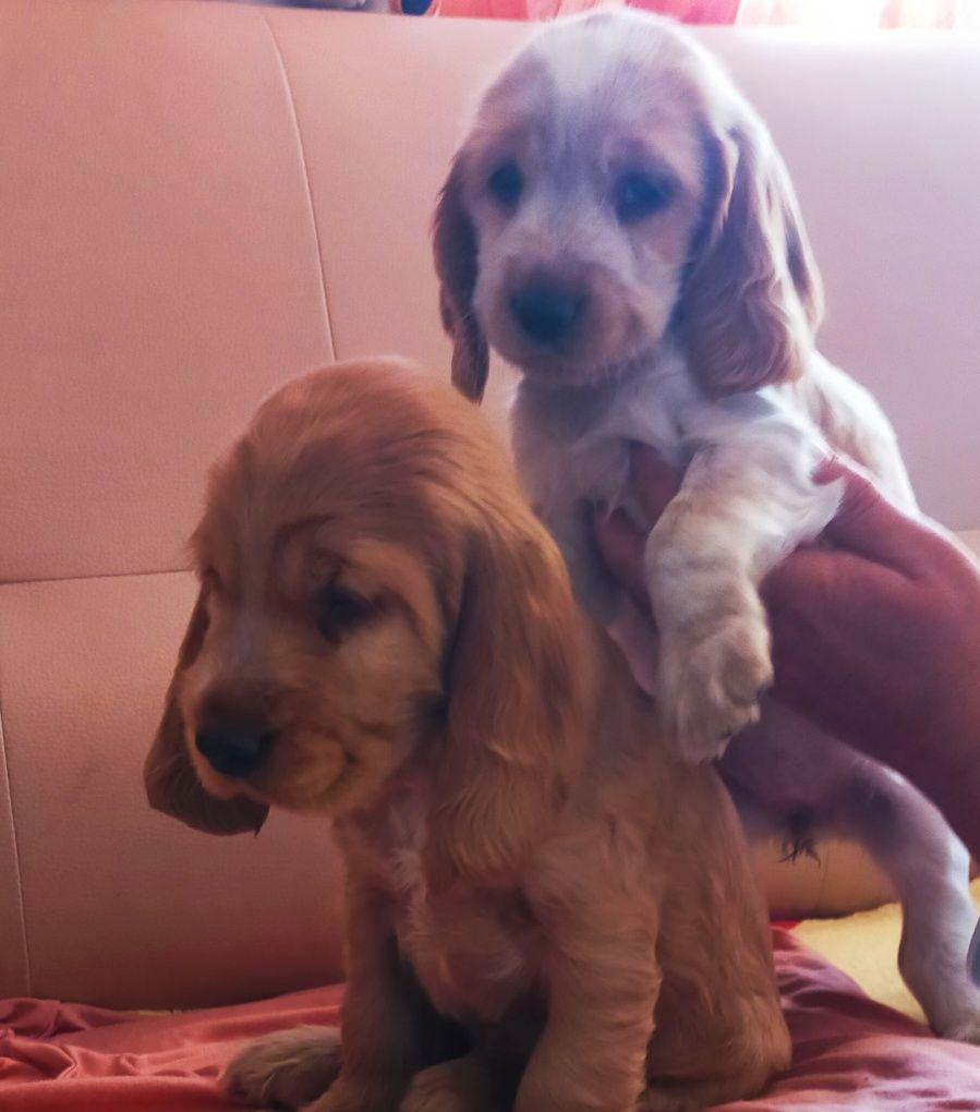 Vind pui de cocker spaniel