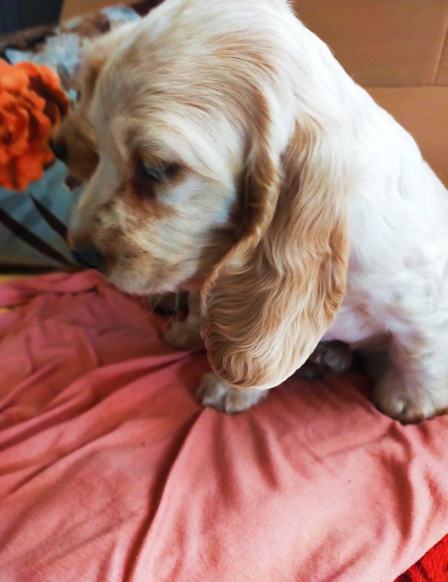 Vind pui de cocker spaniel