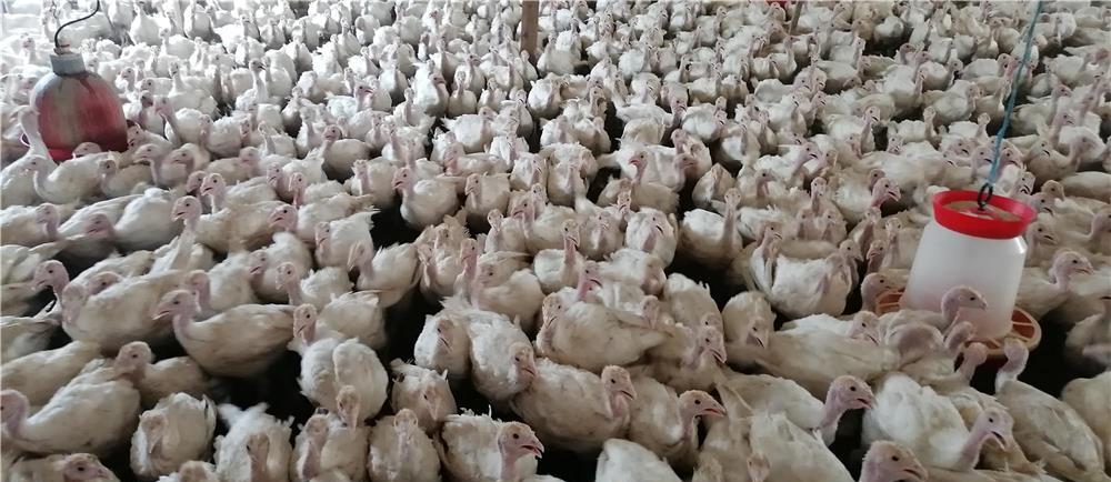 Vind pui de curca 2,5 Kg 35 lei