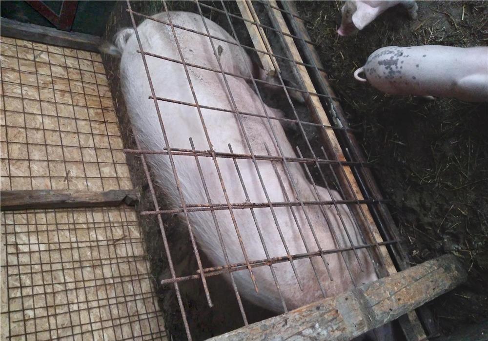 Vind scrofa de carne 120 140 kg prețul este 13 lei kg