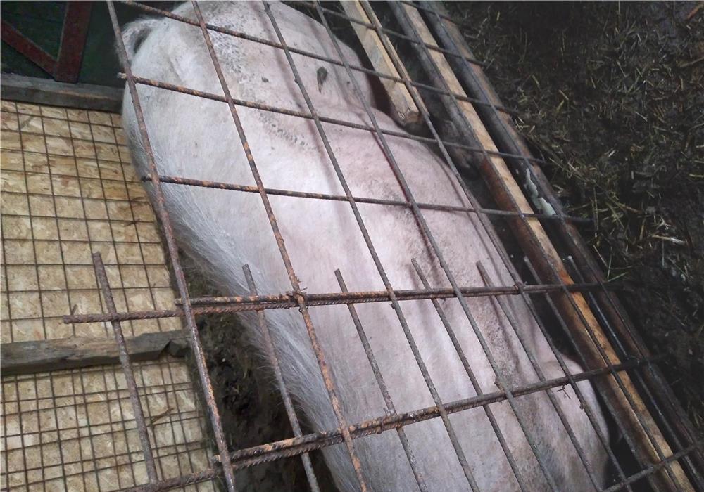 Vind scrofa de carne 120 140 kg prețul este 13 lei kg