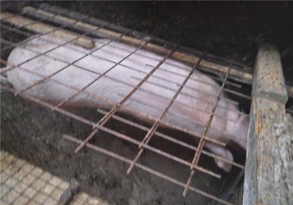 Vind scrofa de carne 120 140 kg prețul este 13 lei kg
