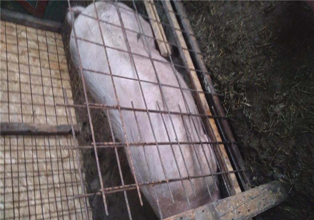 Vind scrofa de carne 120 140 kg prețul este 13 lei kg
