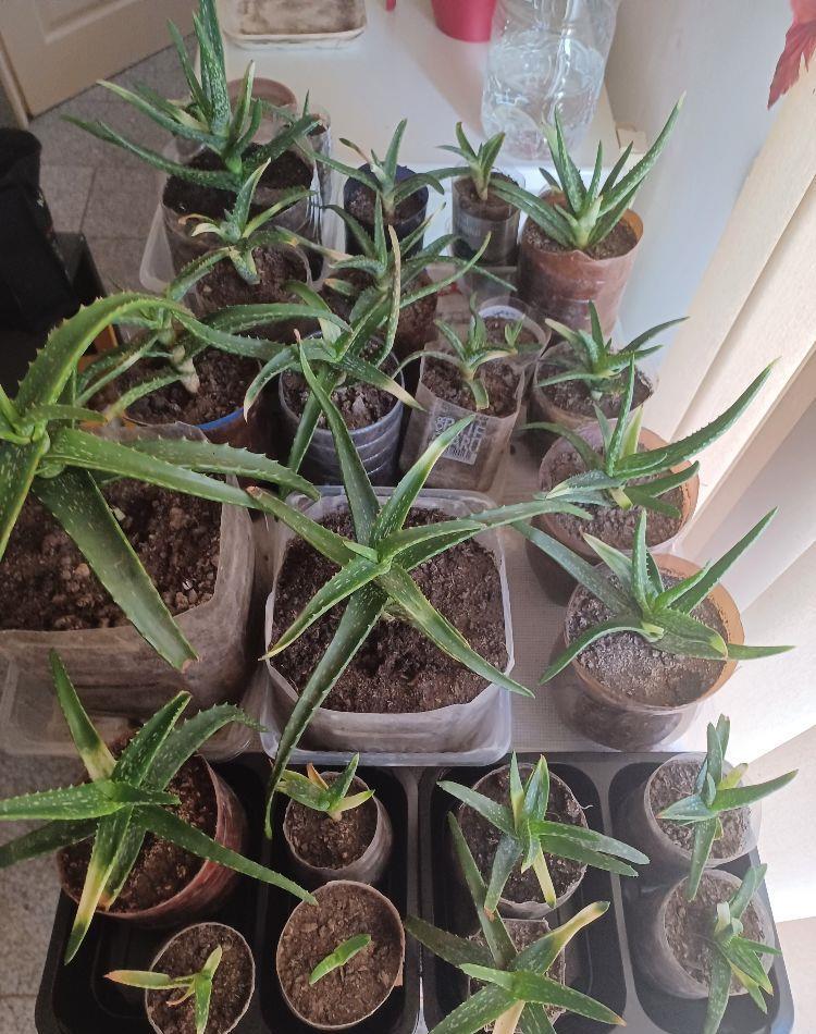 Vind urgent Aloe Vera diverse mărimi/ feluri