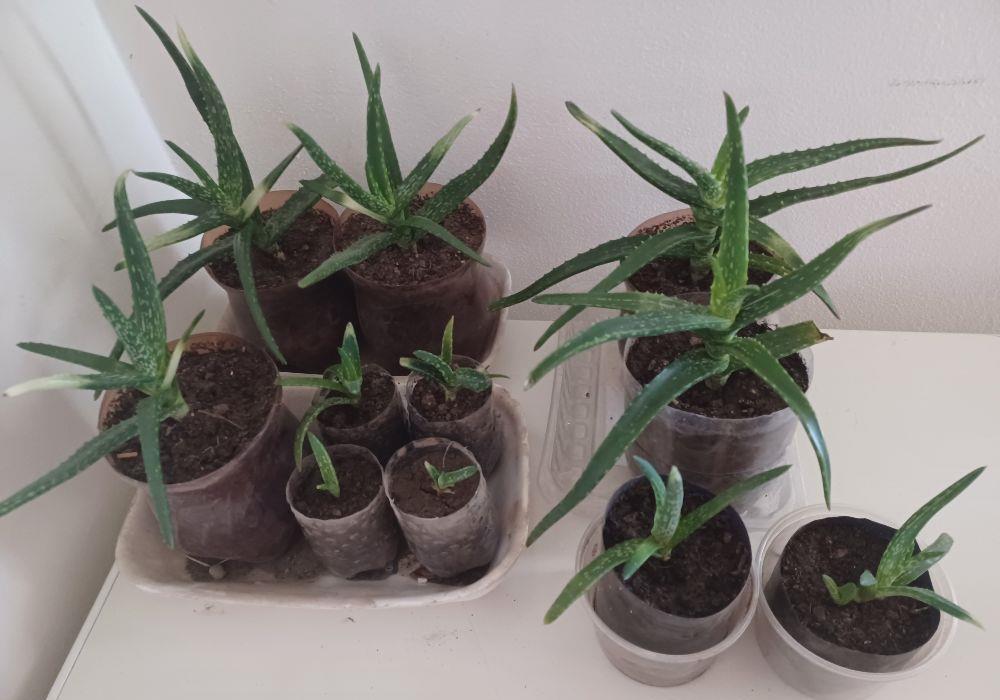 Vind urgent Aloe Vera diverse mărimi/ feluri