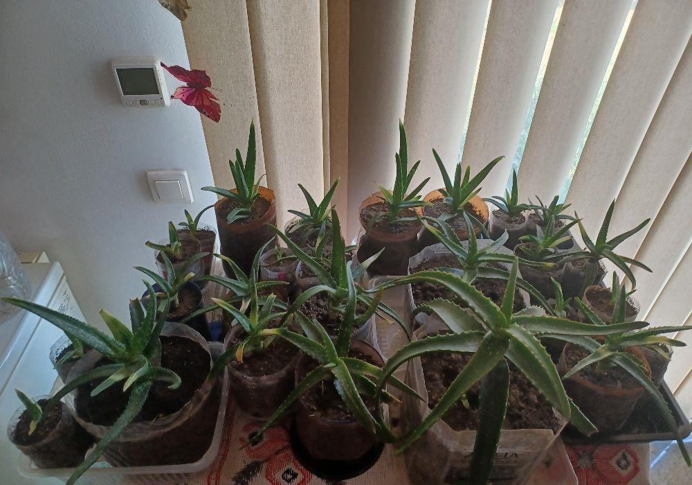 Vind urgent Aloe Vera diverse mărimi/ feluri