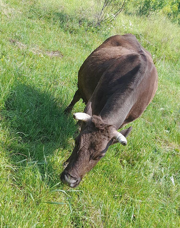 vind vaca