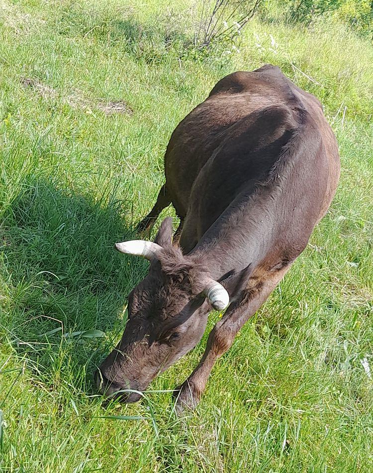 vind vaca
