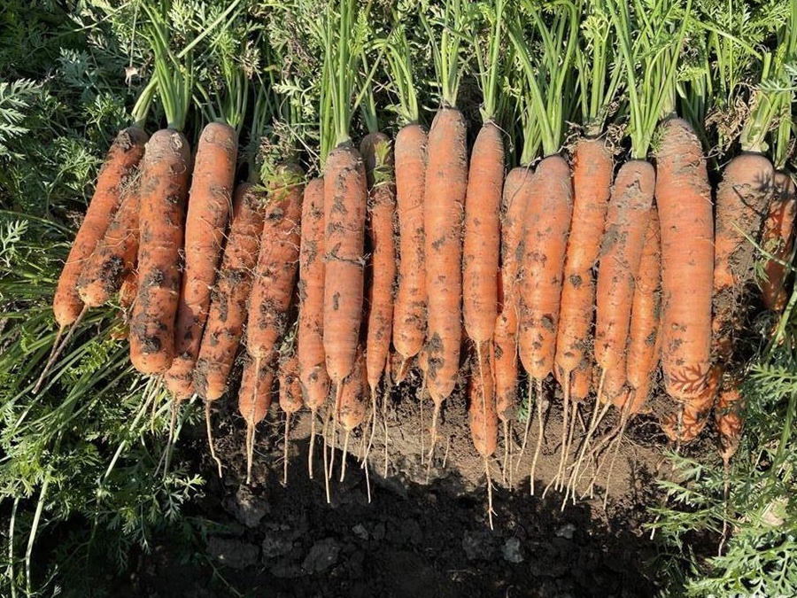 Vindem legume radacinoase: morcov, pătrunjel, păstârnac, țelina, sfecla roșie și ridiche neagră..