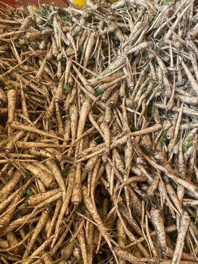 Vindem legume radacinoase: morcov, pătrunjel, păstârnac, țelina, sfecla roșie și ridiche neagră..