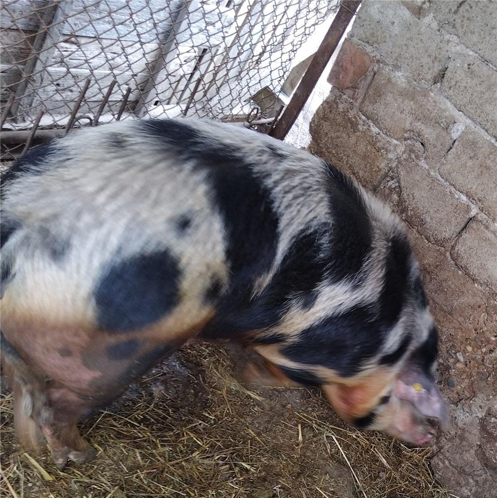 Vindem porci 100-150kg