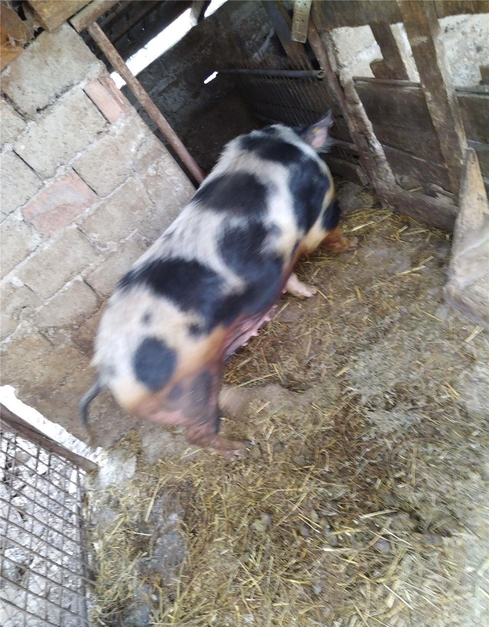 Vindem porci 100-150kg