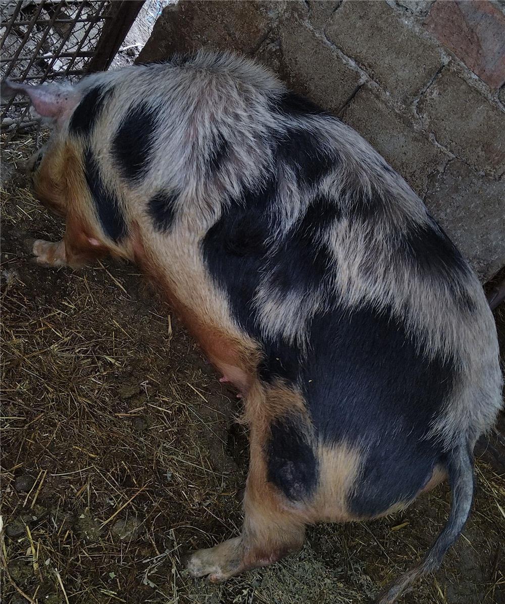 Vindem porci 100-150kg