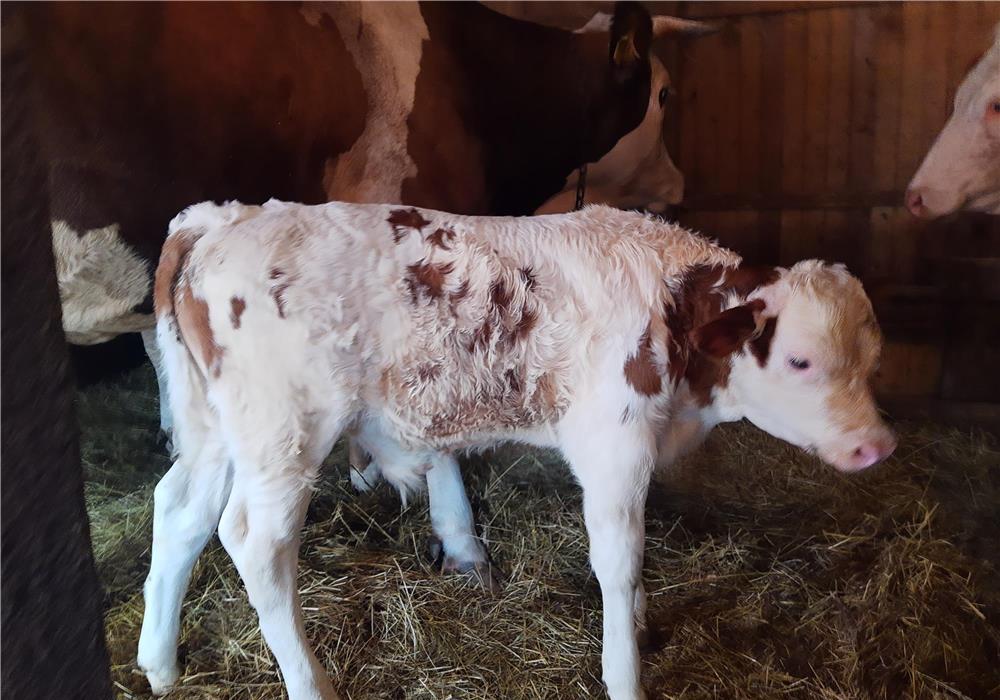Vițel de carne la două săptămâni