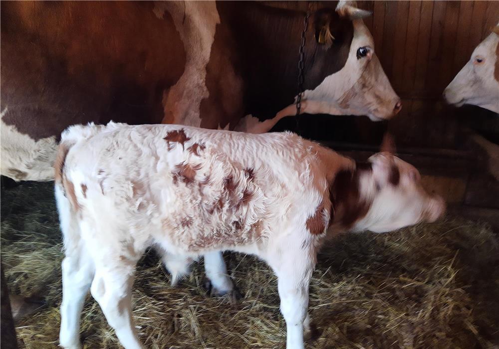 Vițel de carne la două săptămâni