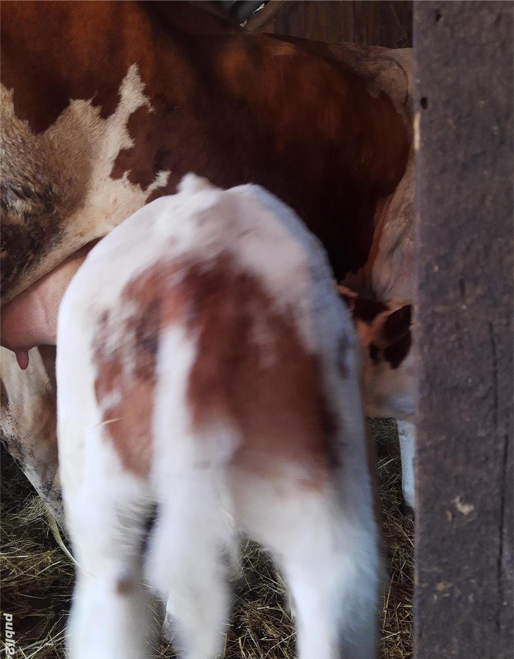Vițel de carne la două săptămâni