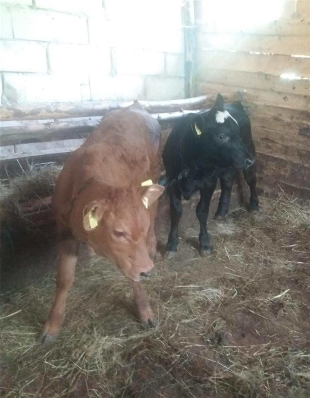 Vitele de vanzare Angus