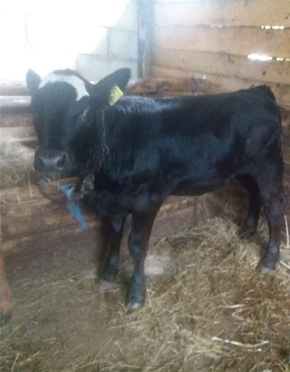Vitele de vanzare Angus